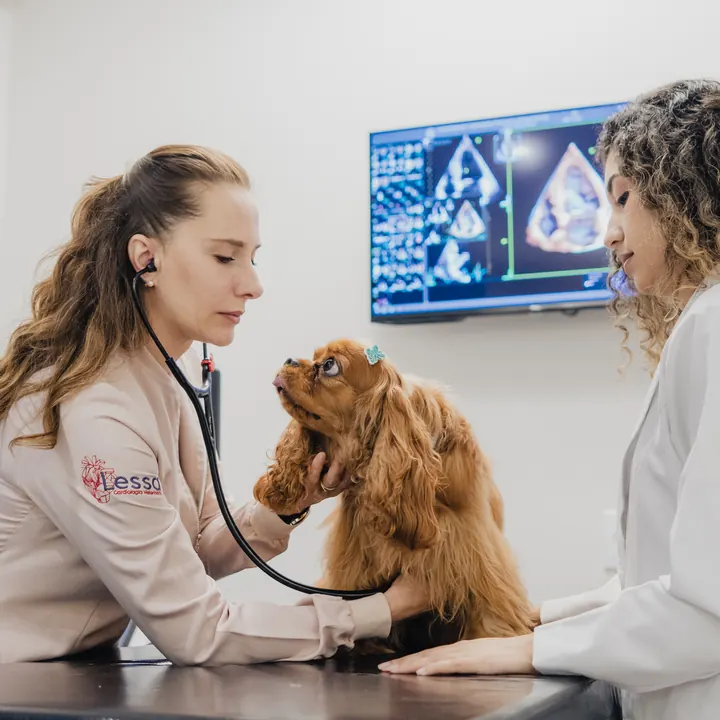 Duas veterinárias auscultando um cão durante a consulta