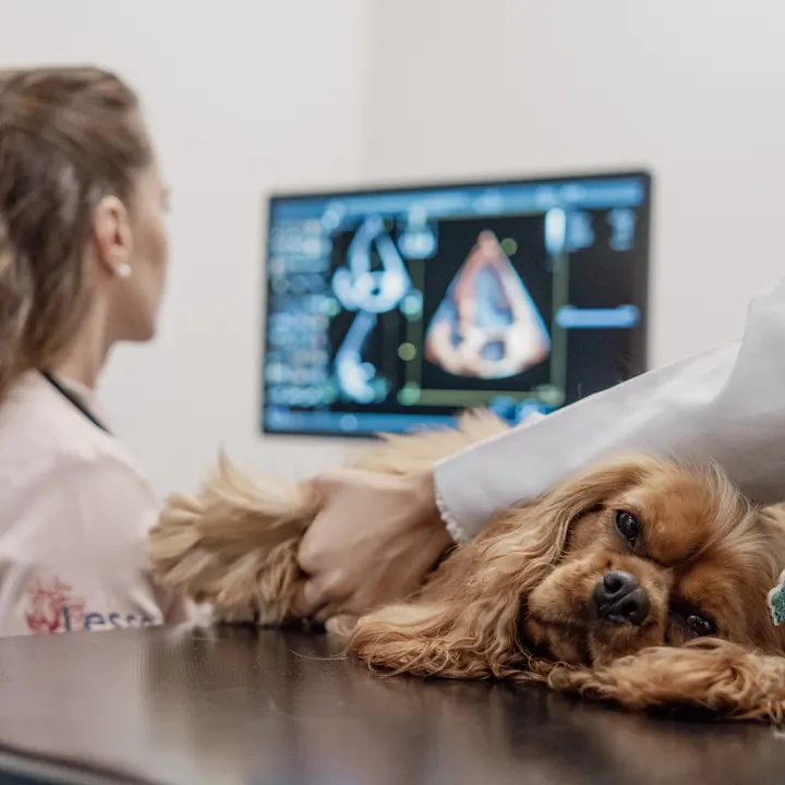 Cão sendo examinado com a tela de ecodopplercardiografia ao fundo